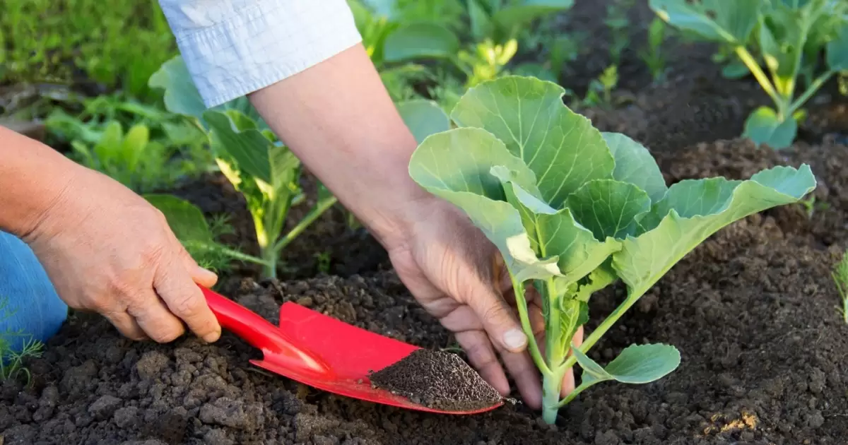 Cách sử dụng phân gà hiệu quả nhanh chóng