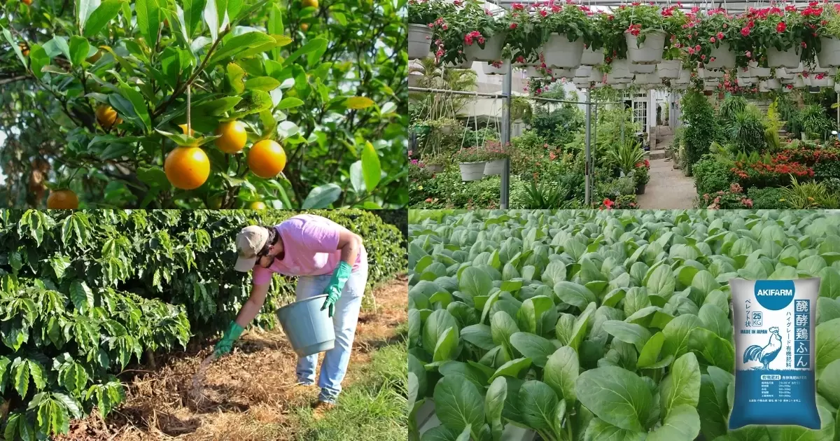Hướng dẫn cách sử dụng phân gà hiệu quả cho cây trồng