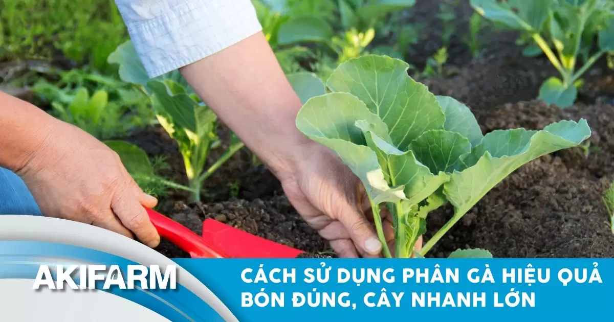 Cách sử dụng phân gà hiệu quả: Bí quyết bón đúng, cây nhanh lớn