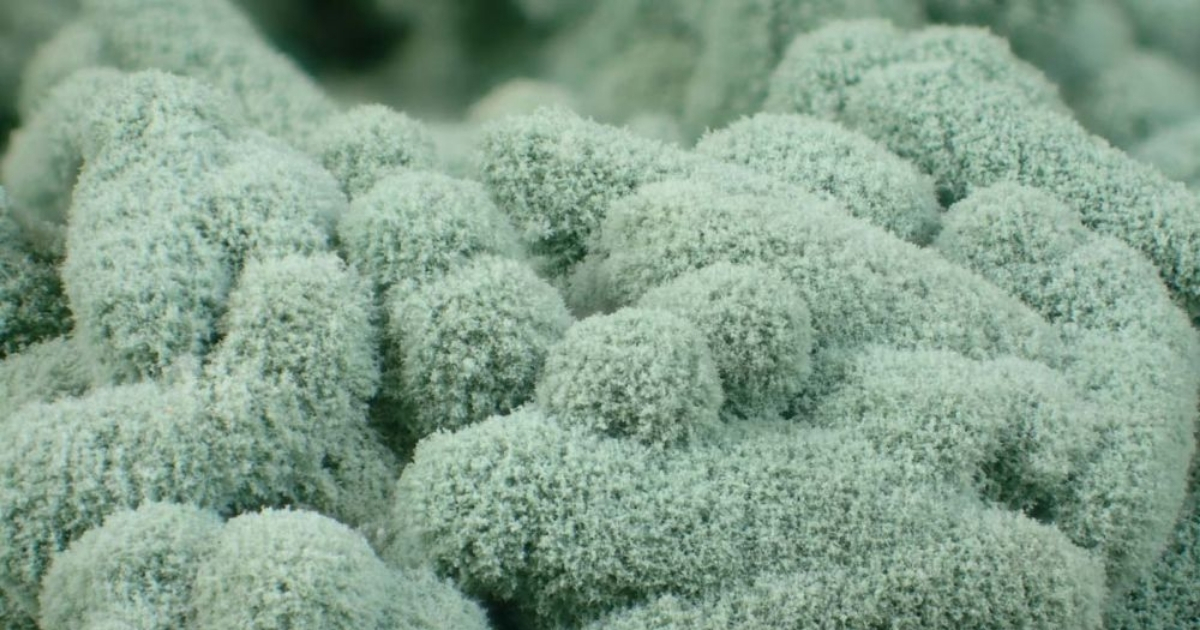 Ủ nguội kết hợp nấm đối kháng Trichoderma