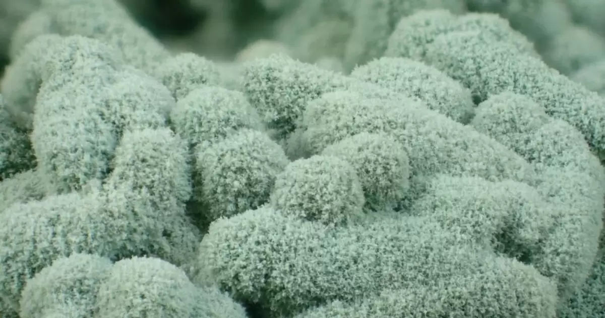 Ủ nguội kết hợp nấm đối kháng Trichoderma