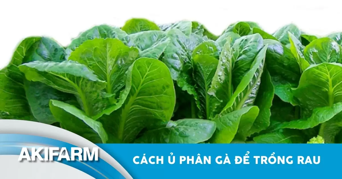 Cách ủ phân gà để trồng rau
