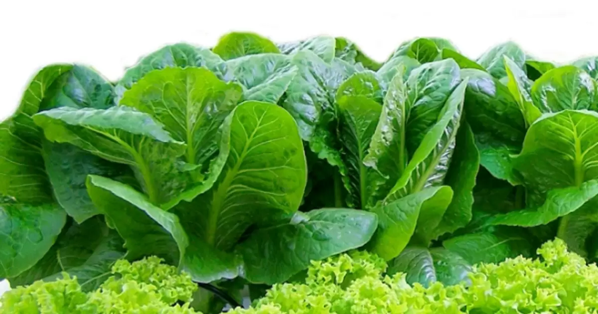 Cách ủ phân gà để trồng rau