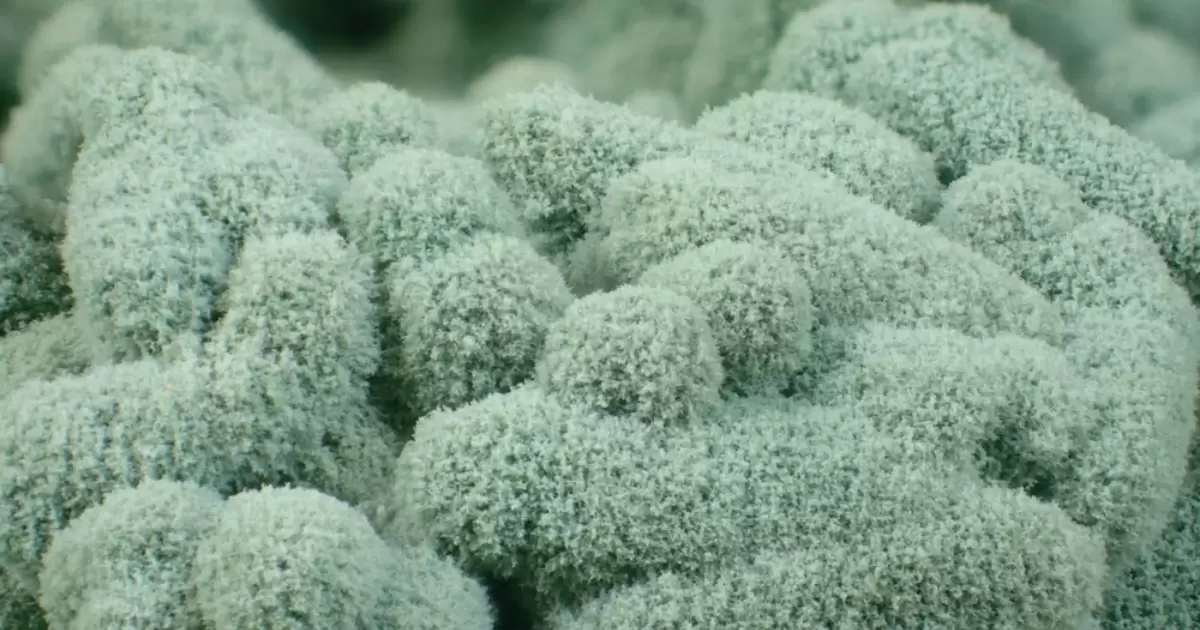 Trichoderma là một loại nấm có lợi