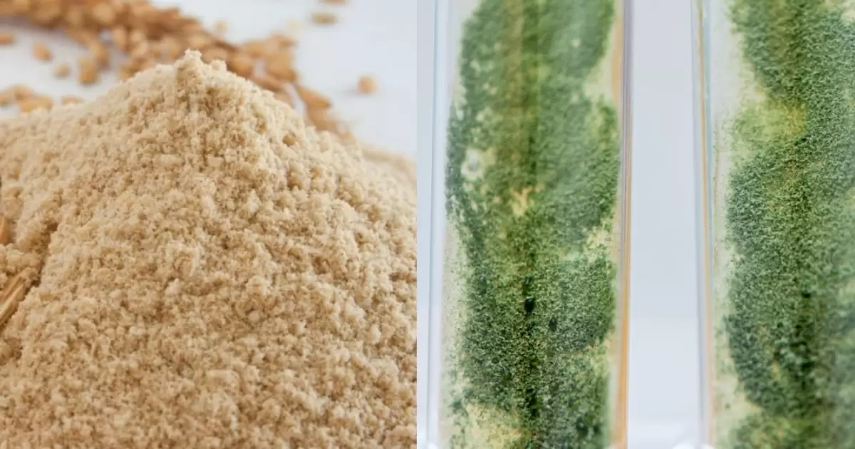 Trộn đều cám gạo và nấm Trichoderma, rắc lên phân gà