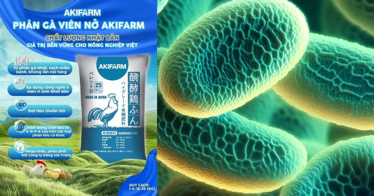 Cách ủ phân gà với nấm đối kháng