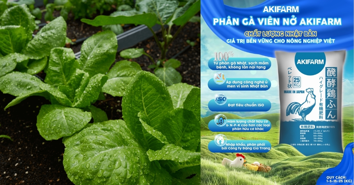 Giới thiệu dùng phân gà trồng rau và phân gà AKIFARM 