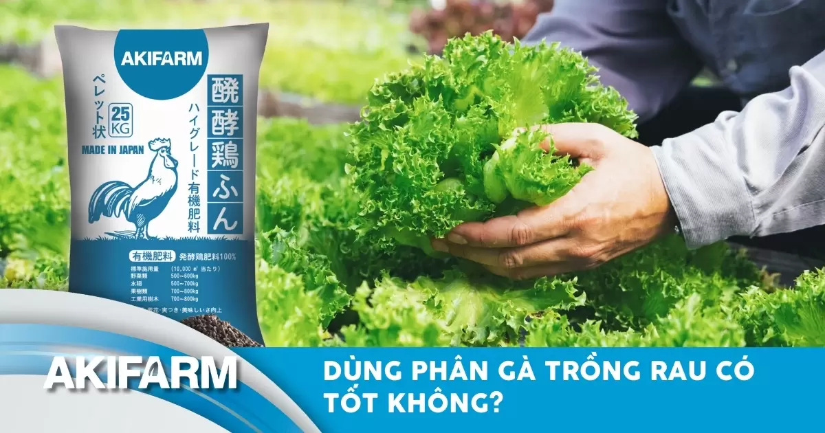 Dùng phân gà trồng rau có tốt không? Cách bón an toàn, hiệu quả
