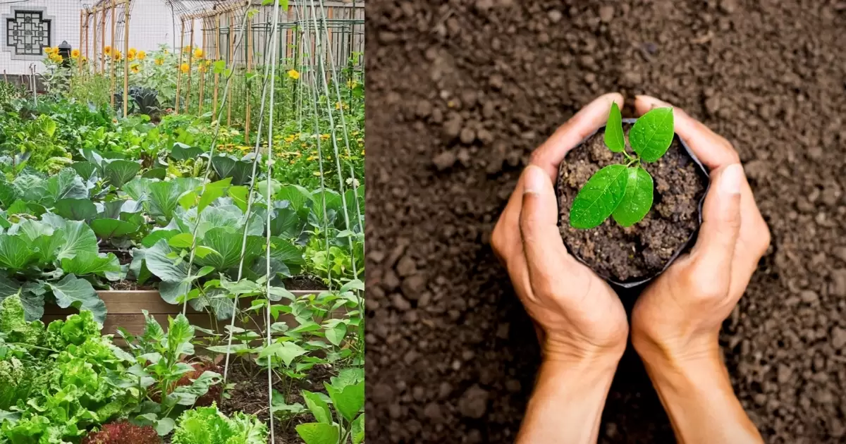 Tác dụng của phân gà đối với cây trồng và đất