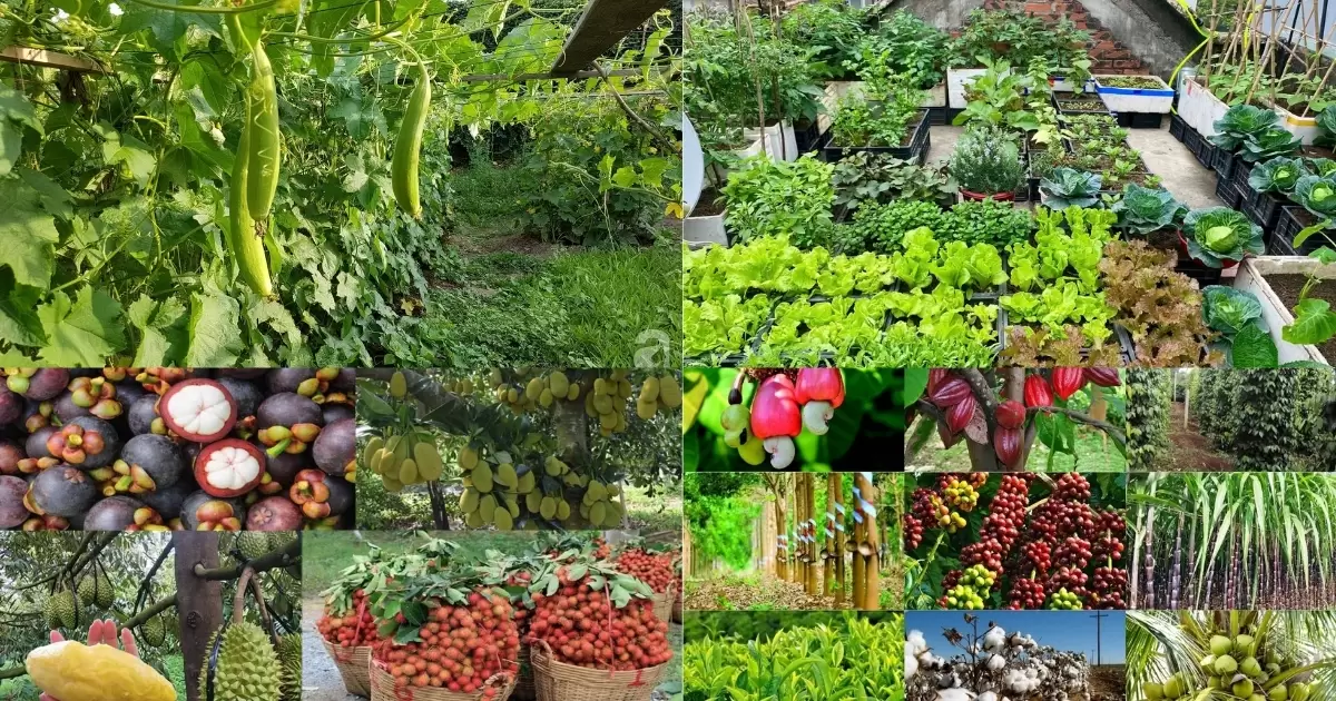 Phân gà bón cho cây gì hiệu quả?
