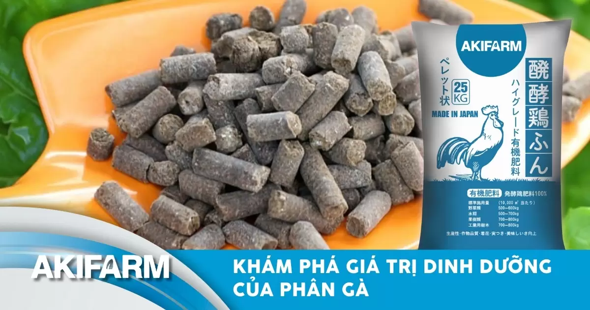 Khám phá giá trị dinh dưỡng của phân gà và những lưu ý khi sử dụng