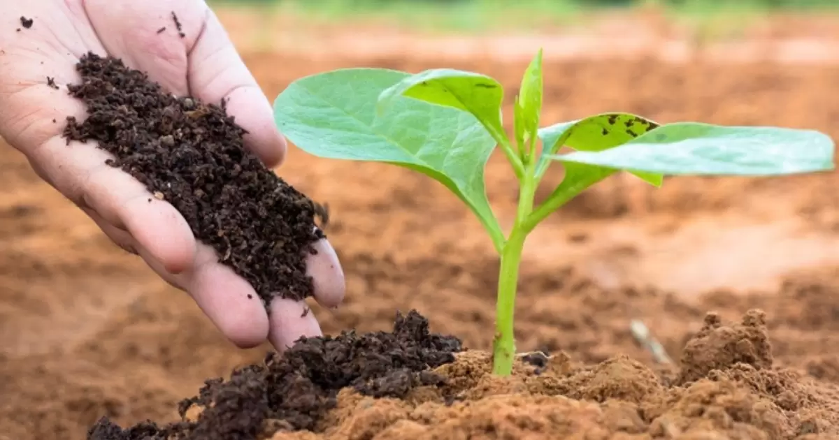Tác dụng của phân gà ủ hoai với cây trồng