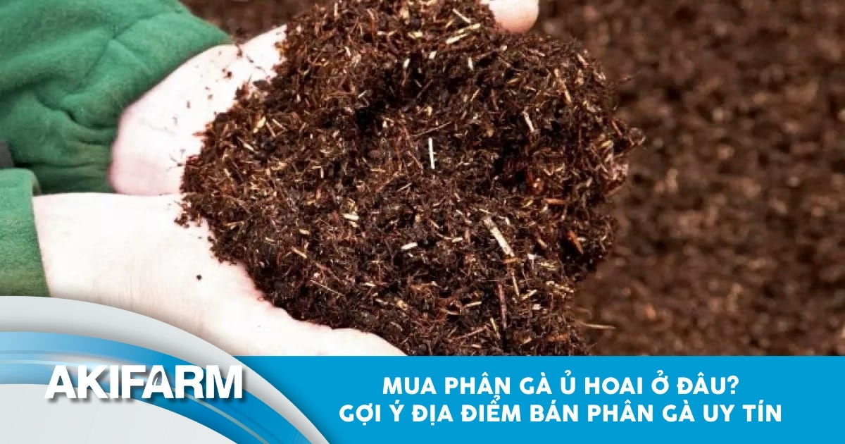 Mua phân gà ủ hoai ở đâu? Địa điểm bán phân gà uy tín