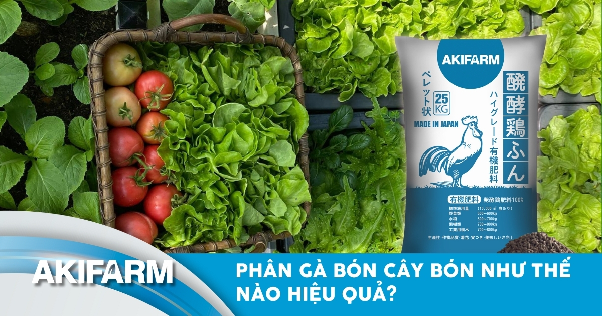 Phân gà bón cây bón như thế nào? Bí quyết bón đúng, tránh hại cây