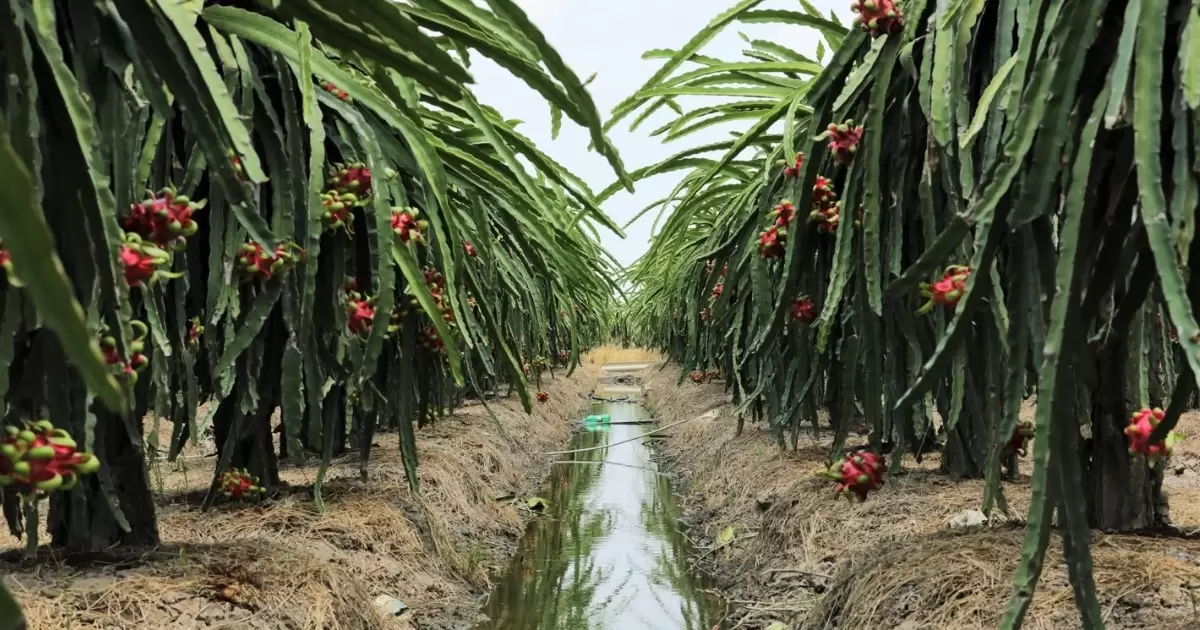 Lợi ích của phân gà đối với cây thanh long