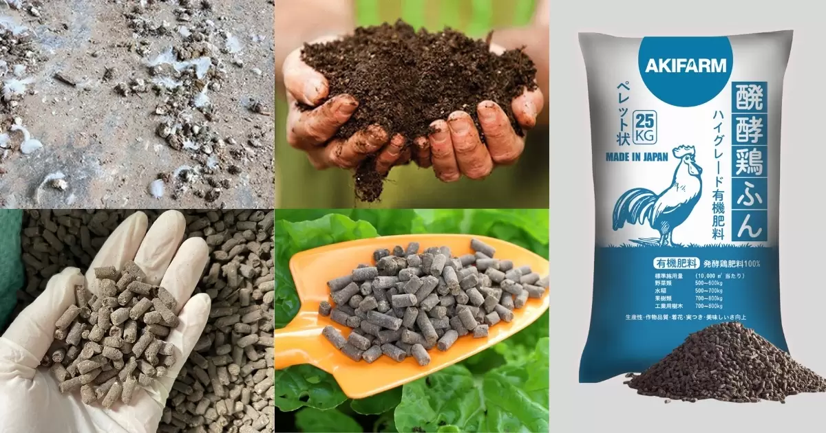 Các loại phân gà thường dùng cho thanh long