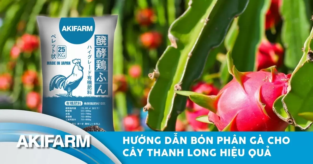 Hướng dẫn bón phân gà cho cây thanh long giúp tăng năng suất hiệu quả