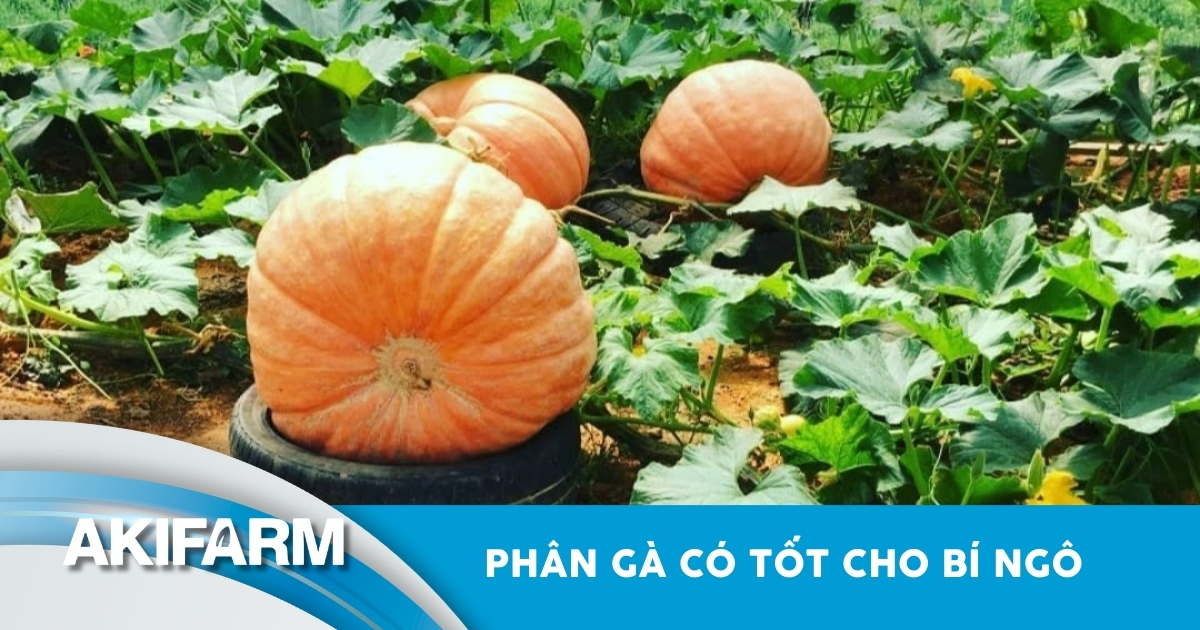 Phân gà có tốt cho bí ngô