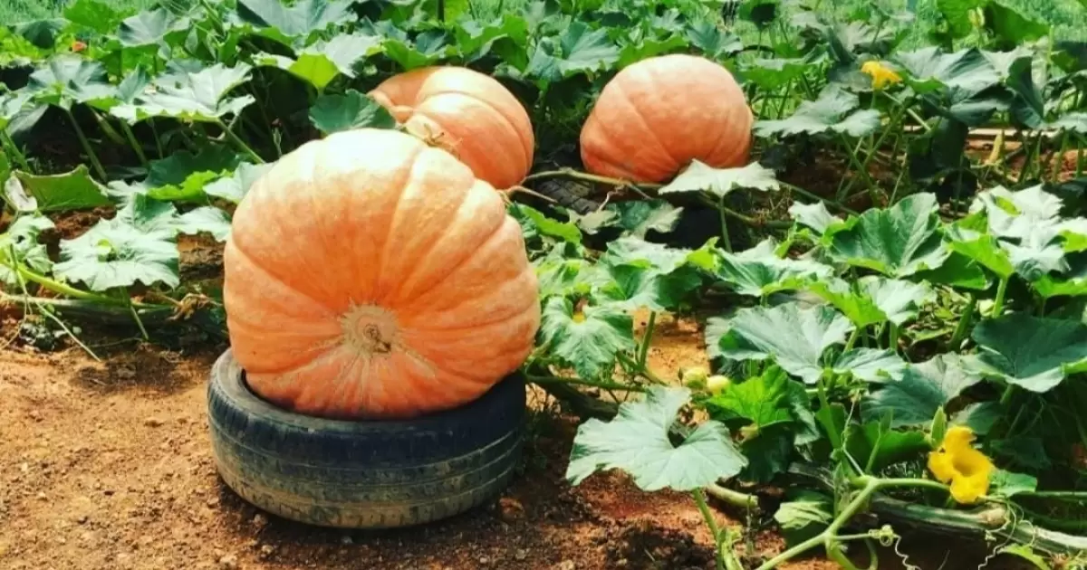 Phân gà có tốt cho bí ngô