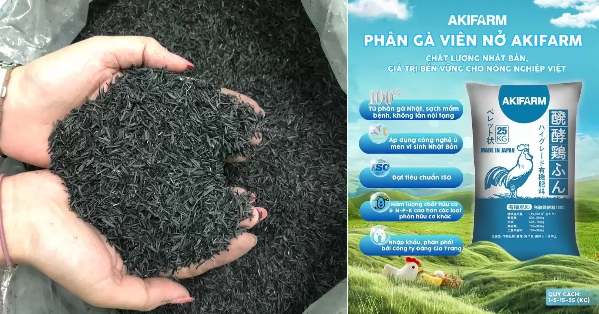 Trộn phân gà đã qua xử lý bón cho cây ớt với trấu hun