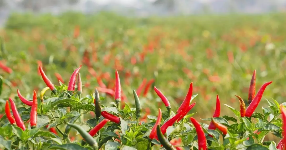 Phân gà đã qua xử lý bón cho cây ớt giúp quả to, đỏ sáng, cay nồng