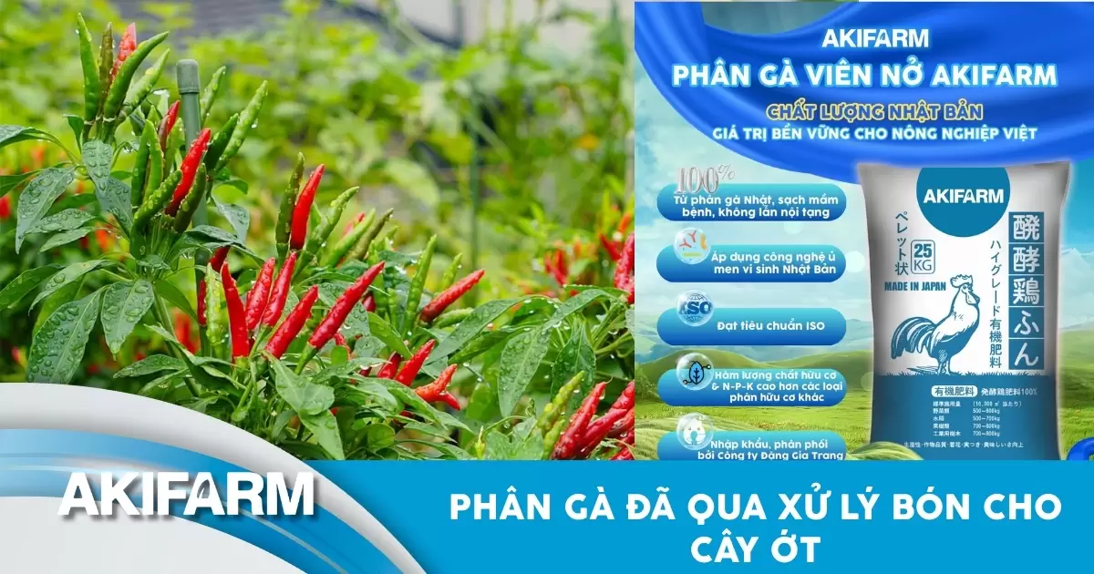 Phân gà đã qua xử lý bón cho cây ớt