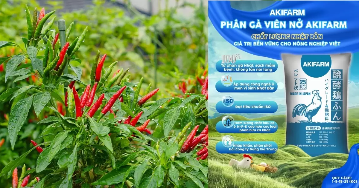 Phân gà đã qua xử lý bón cho cây ớt