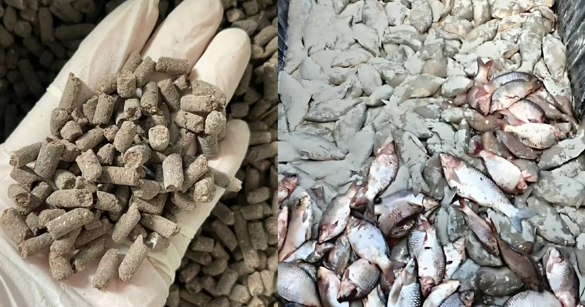 Phân gà đạm cá đều là phân bón hữu cơ tự nhiên