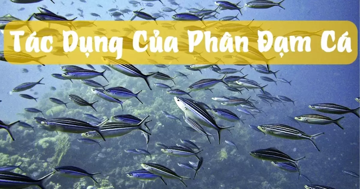 Đạm cá: Kích thích ra hoa, đậu quả bền vững