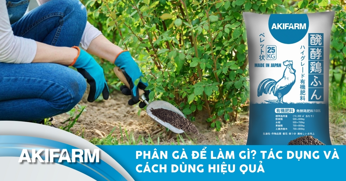 Phân gà để làm gì? Tác dụng và cách dùng đúng giúp cây nhanh tốt