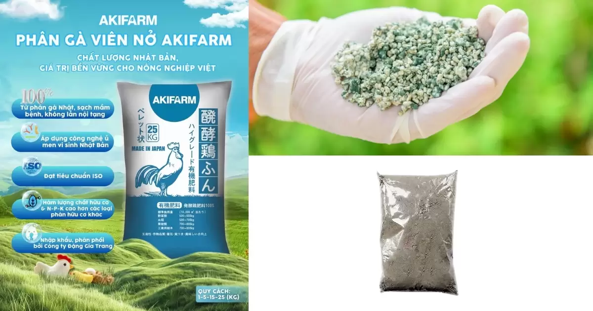 Trộn phân gà, nấm TRichoderma và supe lân