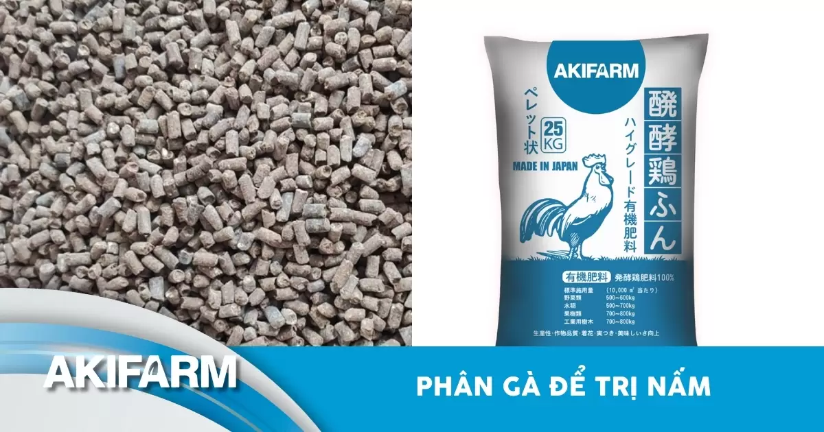 Phân gà để trị nấm