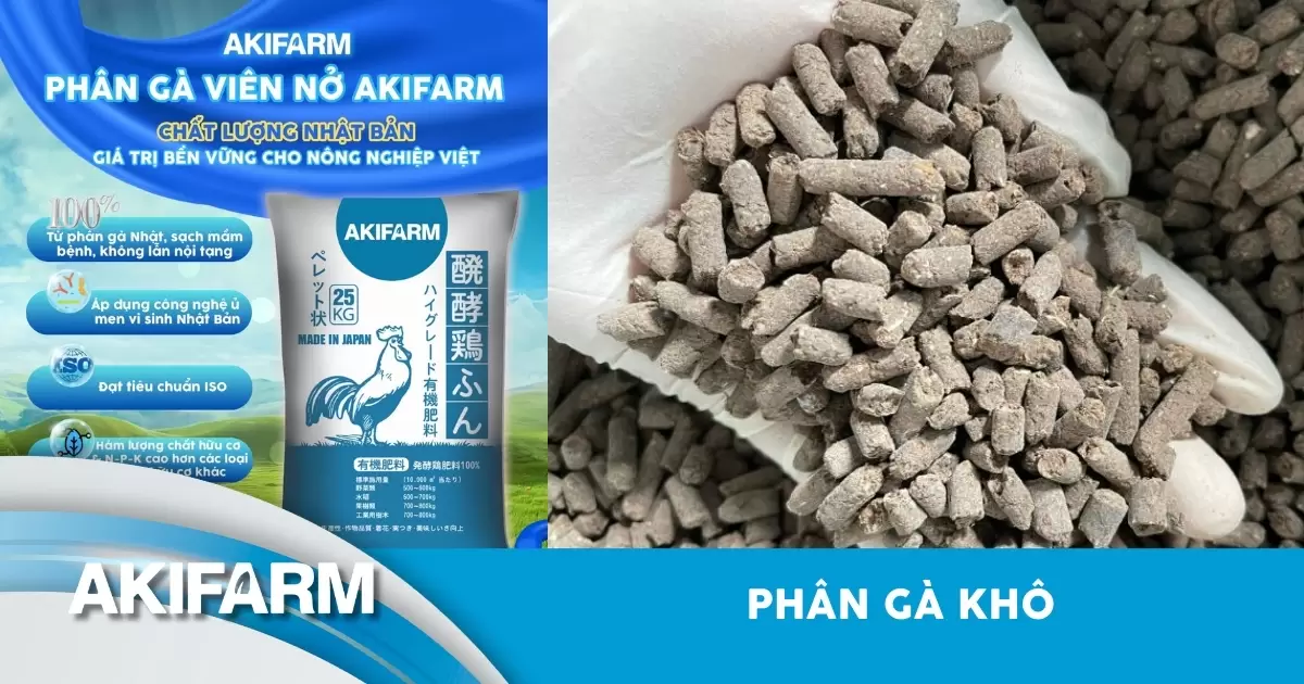 Phân gà khô