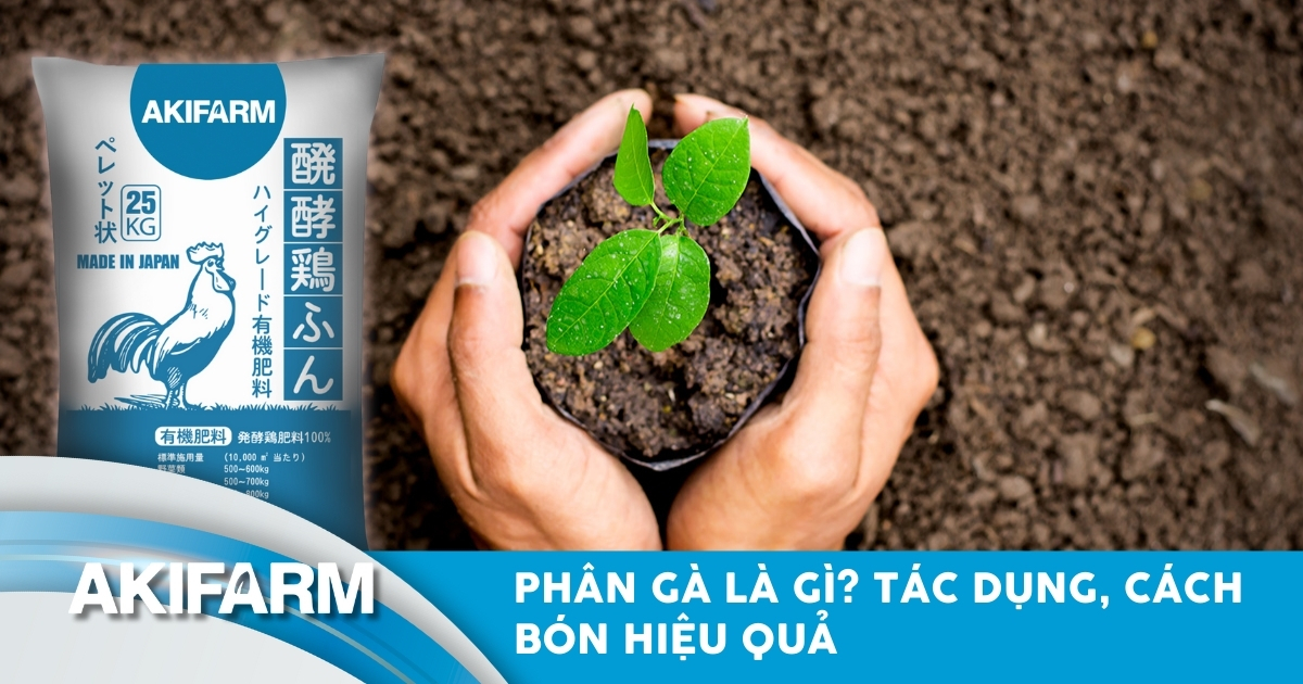 Phân gà là gì? Tác dụng, cách bón và những lưu ý quan trọng cho cây
