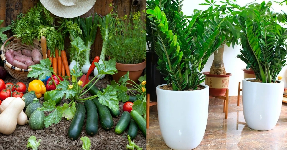 Những loại cây nên hay không nên bón phân gà