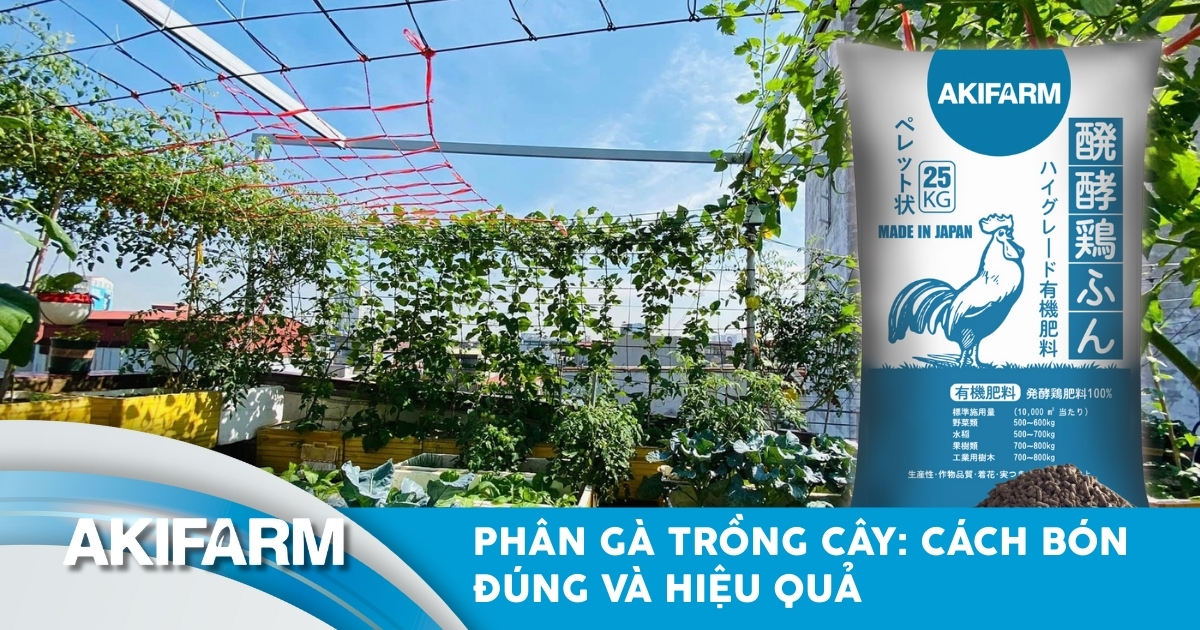 Phân gà trồng cây: Cách bón đúng, lợi ích và lưu ý an toàn