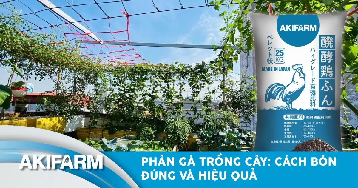 Phân gà trồng cây: Cách bón đúng, lợi ích và lưu ý an toàn