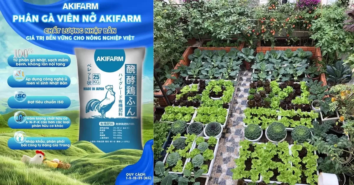 Giới thiệu về tác dụng của phân gà