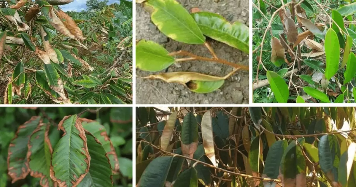Một số rủi ro khi sử dụng phân gà chưa xử lý