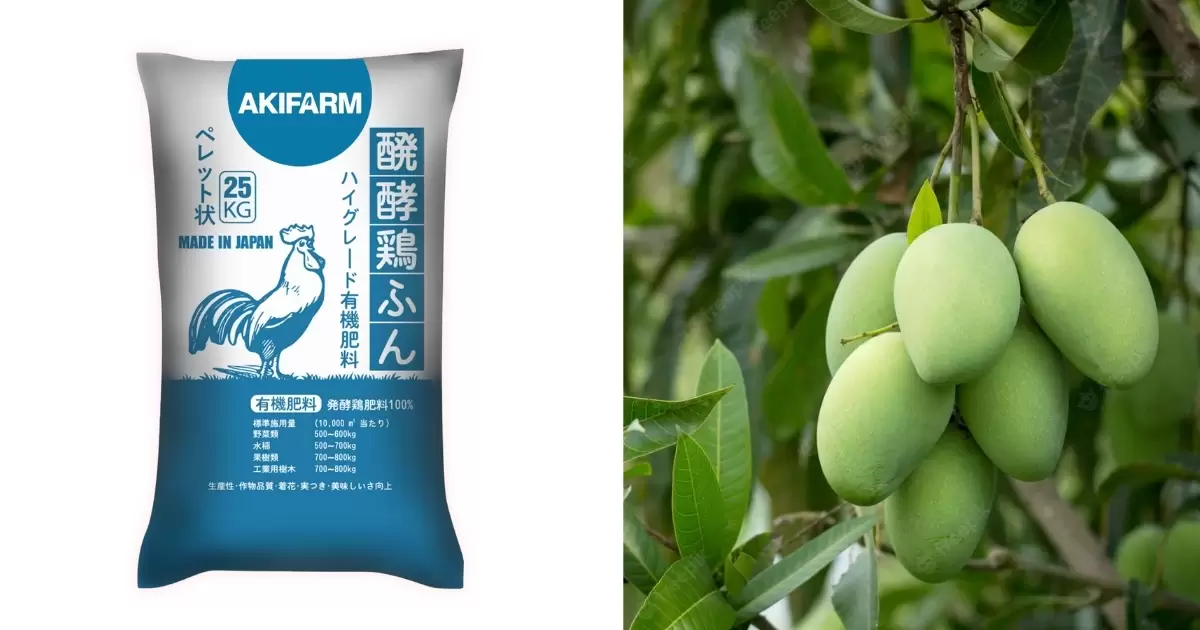 Phân gà AKIFARM và vai trò với cây xoài