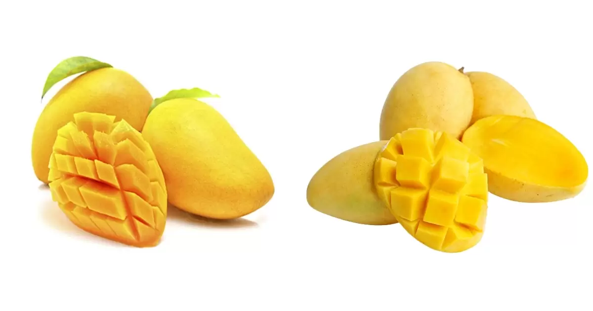 Cát Hòa Lộc, Cát Chu có thể dung phân gà bón cây