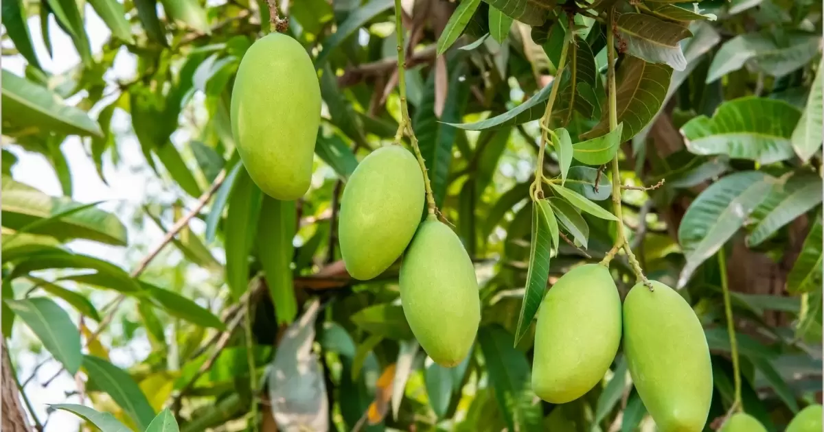 Tác dụng của phân gà đối với cây xoài
