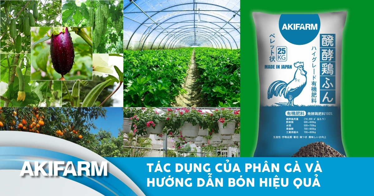 Tác dụng của phân gà và hướng dẫn bón đúng giúp cây phát triển tốt