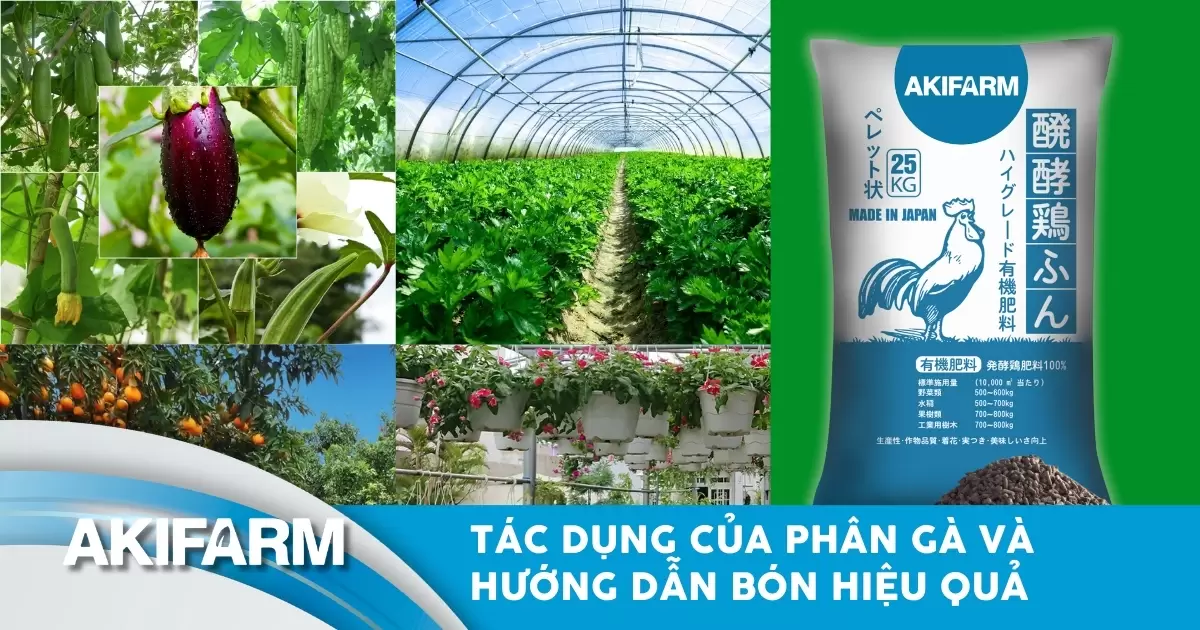 Tác dụng của phân gà và hướng dẫn bón đúng giúp cây phát triển tốt