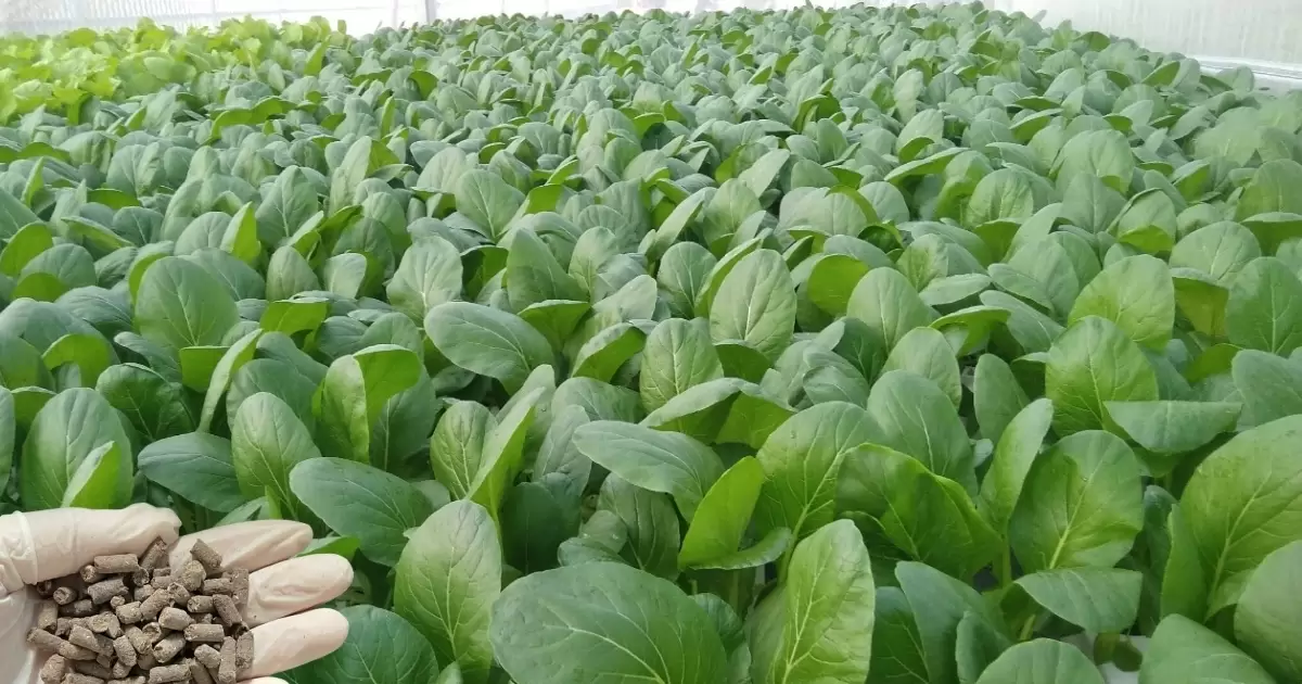 Phân gà có tác dụng gì đối với rau cải?