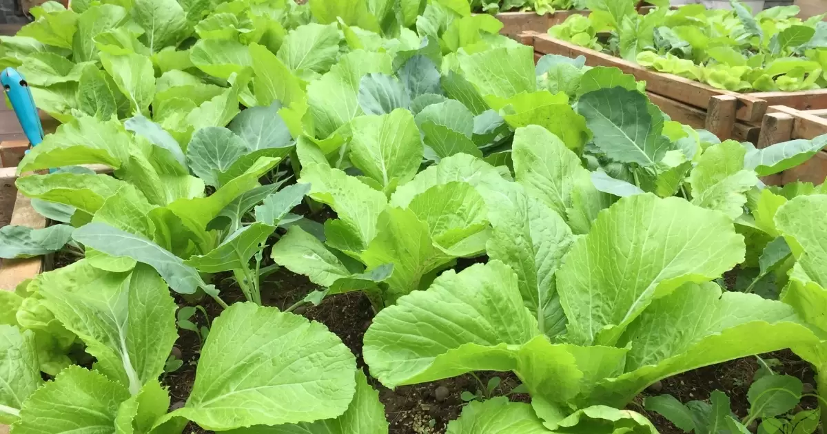 Lưu ý khi bón phân gà cho rau cải
