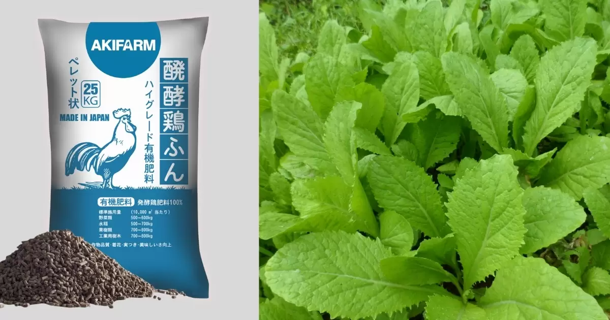 Cách bón phân gà cho cây rau cải hiệu quả