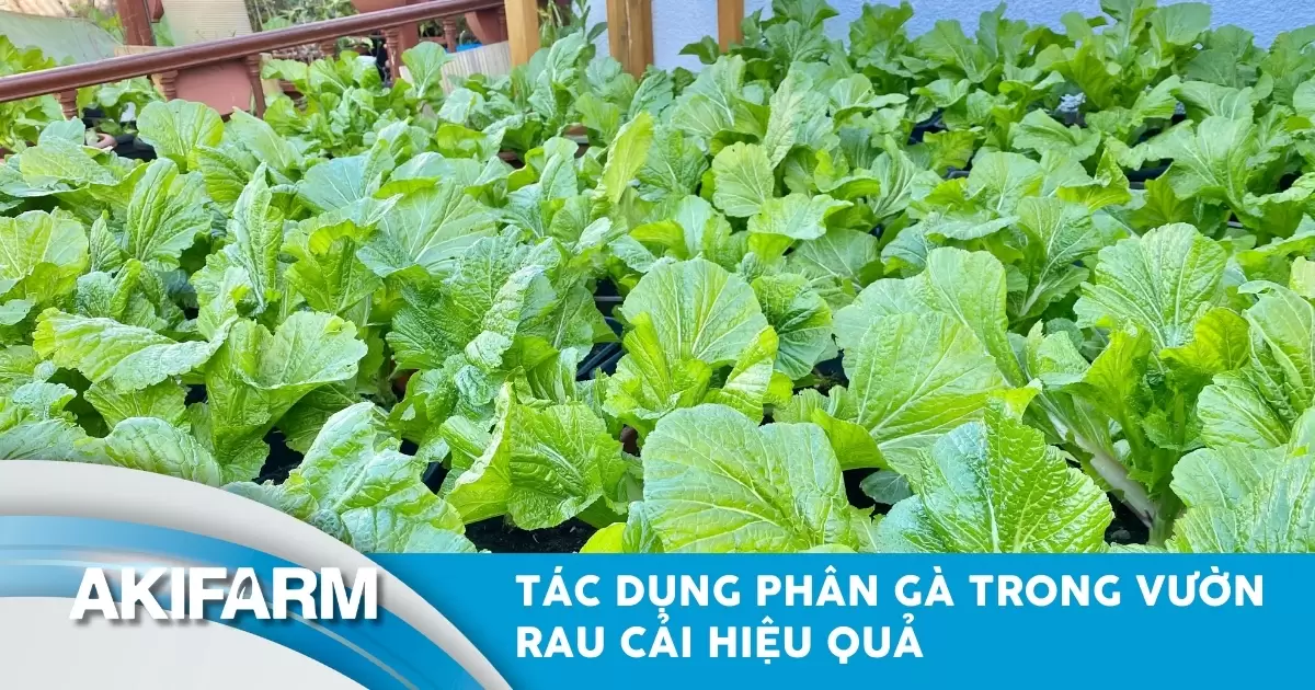 Tác dụng phân gà trong vườn rau cải: Lợi ích và cách bón hiệu quả