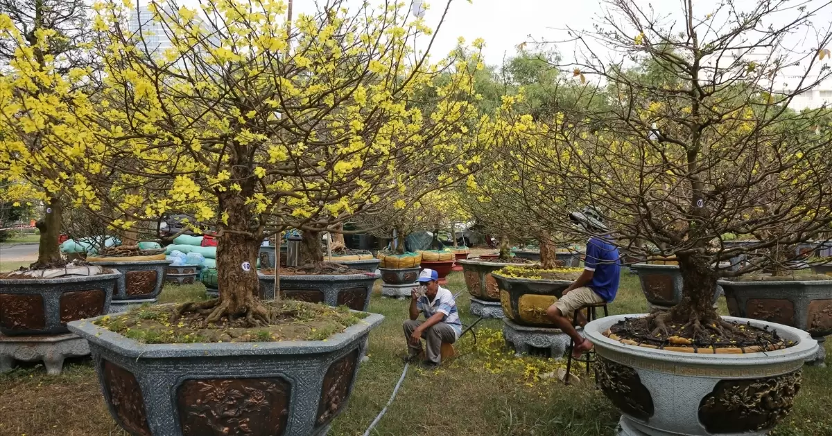 Cây mai vàng và nhu cầu dinh dưỡng