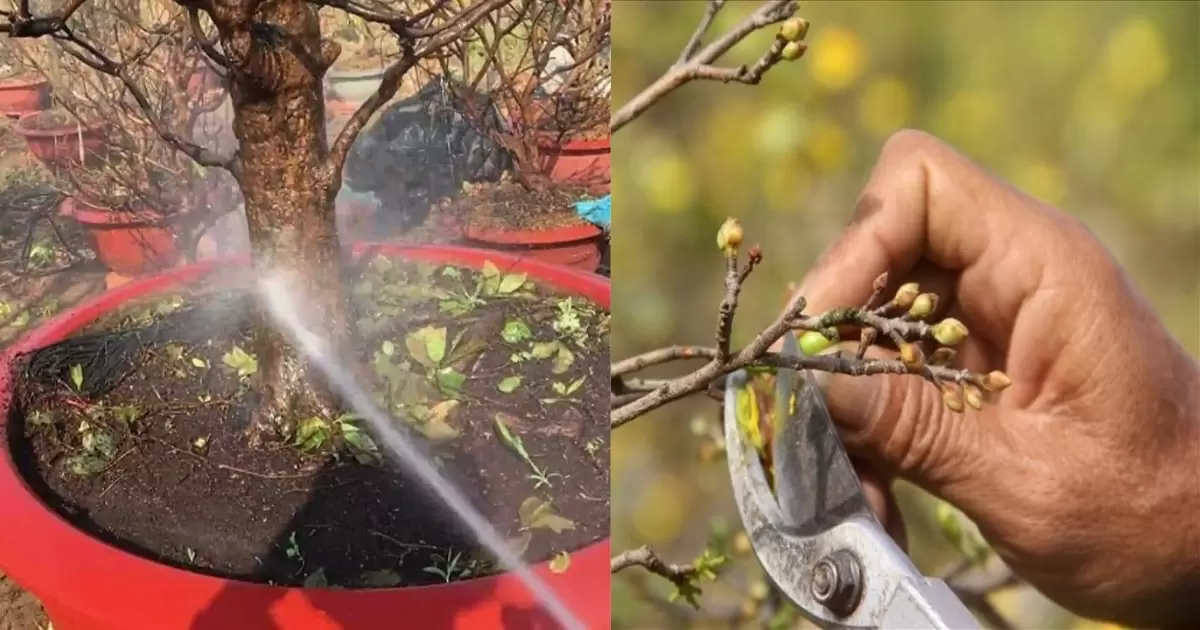 Tưới nước và tỉa cành cho mai